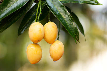Bouea or GarsIuria or Marian Plum or Maprang  : tropical fruit in Thailandの写真素材