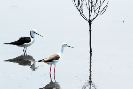 Black-winged Stilt  Himantopus himantopus  Linnaeus  in phetchaburi,thailandの写真素材