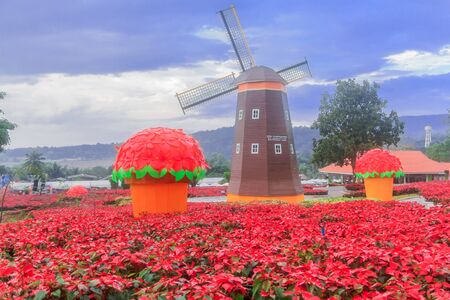 Red Poinsettia garden  and Wind turbine - christmas flowerの写真素材