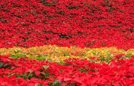 red poinsettia garden with green leaves - christmas flowerの写真素材