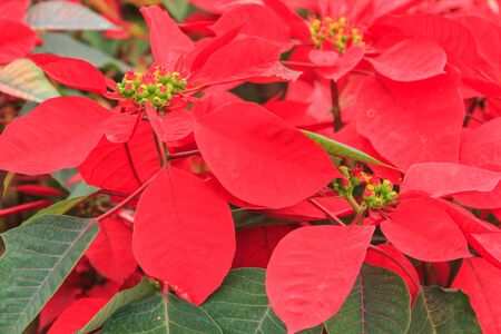 red poinsettia garden with green leaves - christmas flowerの写真素材