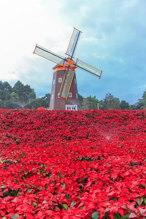 Red Poinsettia garden  and Wind turbine - christmas flowerの写真素材