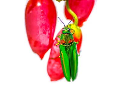 red ivy gourd and Metallic wood-boring beetle on white backgroundの写真素材