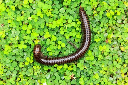 millipede  on a green field in natureの写真素材