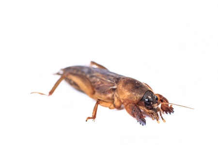 Mole cricket isolated on white background  Gryllotalpidae の写真素材
