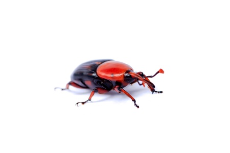 red palm weevil isolated on white backgroundの写真素材