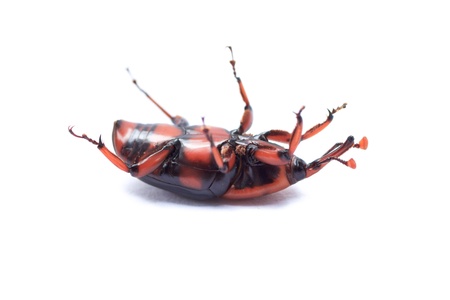 red palm weevil isolated on white backgroundの写真素材