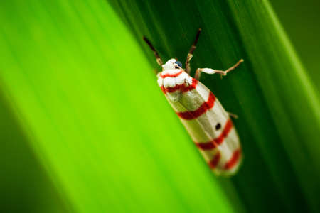 butterfly night  moth in the green tropical foliage の写真素材