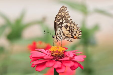 butterfly feeding on a pink zinnia in sunny summer gardenの写真素材