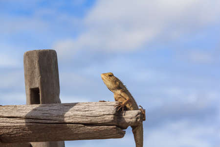 thai chameleon in gardenの写真素材
