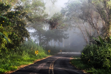 narrow path between trees in misty dayの写真素材