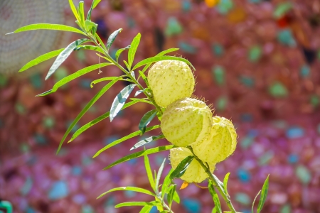 temple in Phetchabun  province, Thailandの写真素材