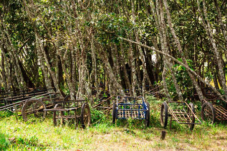 rickshaws in Phu Kradung nation park in Loei province,Thailandの写真素材