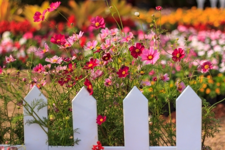Colorful  Flowers Behind a Wooden white fence  in Loei,Thailandの写真素材