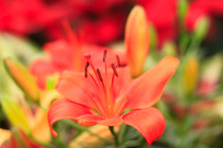 lily flower  in garden natural floral backgroundの写真素材