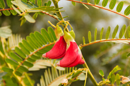 red sesban flower on tree ,vegetableの写真素材