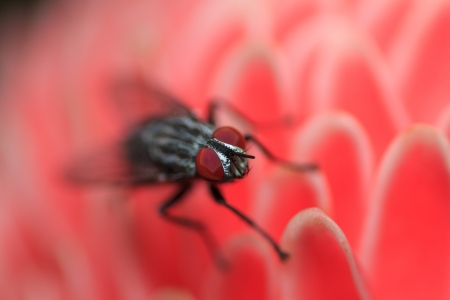 bluebottle  fly  on red flower