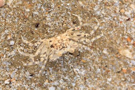 Ghost crab hole on the sand  Beach