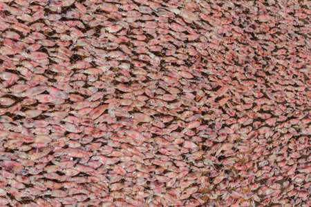Raw squids on grating as background
