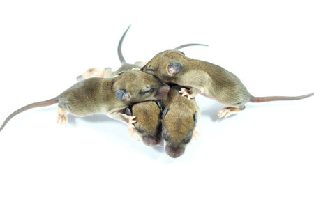 biceps new born could not open eyesの写真素材