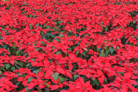 Christmas star red poinsettia garden with green leaves - christmas flowerの写真素材