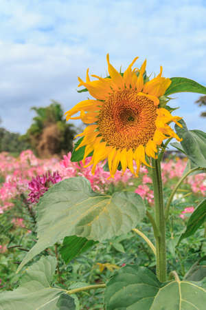 sunflowers at the field in summer on flower background
