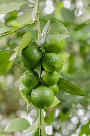 Green Lemons with Leafs  on nature backgroundの写真素材
