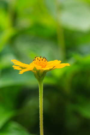 wild yellow flowers in garden  nature backgroundの写真素材