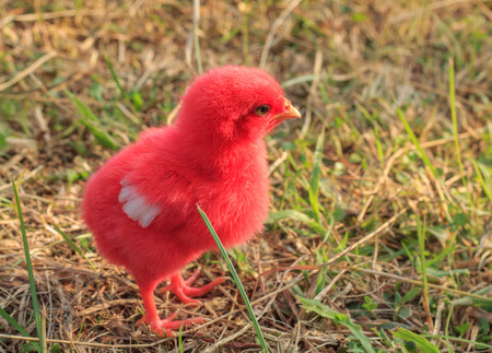 red little chicken on nature backgroundの写真素材