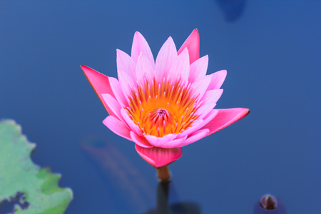 pink lotus blossoms or water lily flowers blooming on pondの写真素材