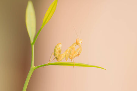 Praying Mantis on tree pink background