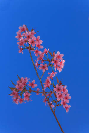The Branch Thai Sakura blooming spring tree branches with pink  flowersの写真素材