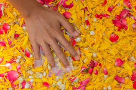young hand on flower petals spread out