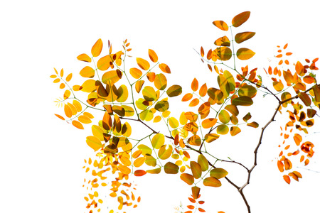 Branch with spring leaves on a white background