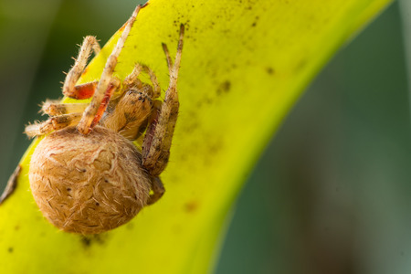 Brown spider in the wall green background macroの写真素材