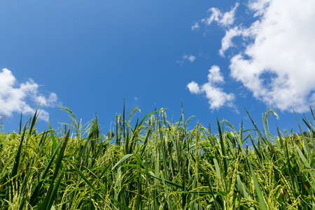 Fresh rice field over the mountain range and blue sky in Thailand.の写真素材