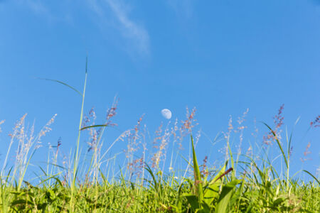 Green grass  with  blue sky background in Thailand.の写真素材