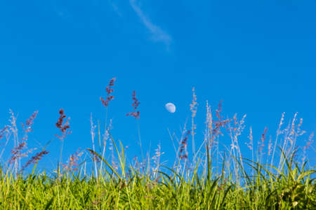 Green grass  with  blue sky background in Thailand.の写真素材