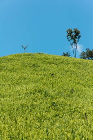 Fresh rice field over the mountain range and blue sky in Thailand.の写真素材