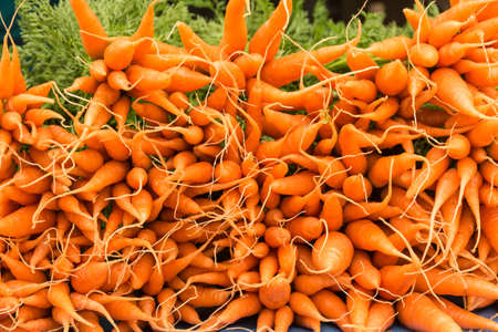 bunch of fresh carrots with foliage green  backgroundの写真素材