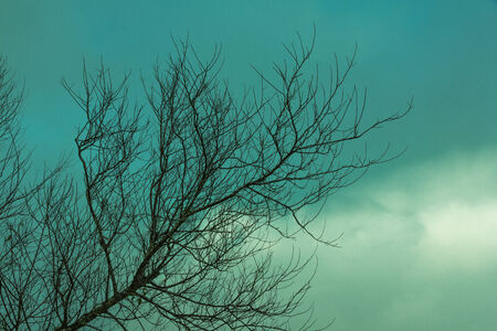 The lonely tree in  fog. Autumn morning. Cold color.の写真素材