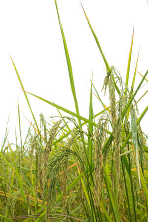 Fresh rice field over the mountain range and blue sky in Thailand.