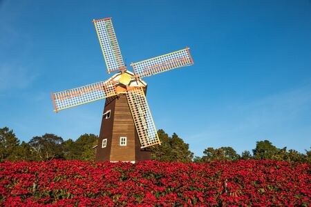 red poinesettia garden and wind turbine - christmas flowerのeditorial素材