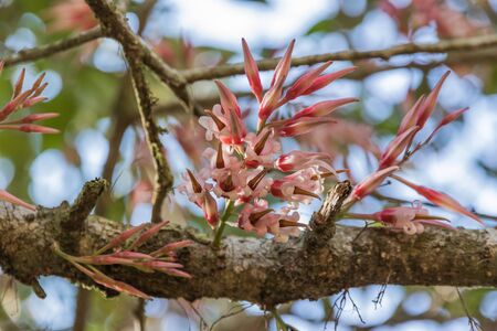Pink wildflower in the garden or nature park Thailandの写真素材