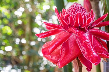 torch ginger, etlingera elatior flowers family zingiberaceaeの写真素材