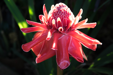 torch ginger, etlingera elatior flowers family zingiberaceaeの写真素材