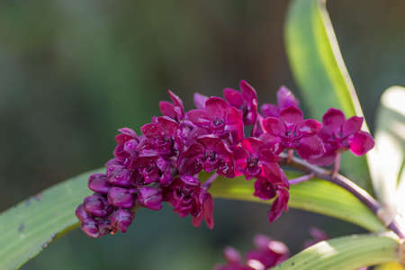 drop of water on petals of  Red orchid flowersの写真素材