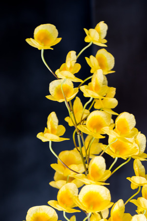 Close up yellow orchid isolated on black background.の写真素材