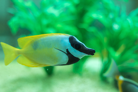 Side view of a Lined Butterflyfish tang making their way through the reef.
