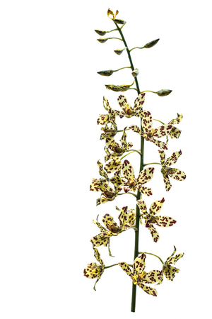 Oncidium Yellow brown Orchid flower isolated white backgroundの写真素材
